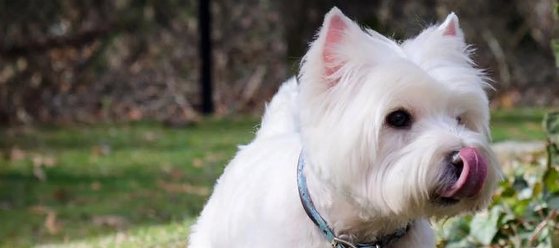 Abner, a West Highland White Terrier rescued by North Atlantic Westie Rescue, sitting on grass in dappled light