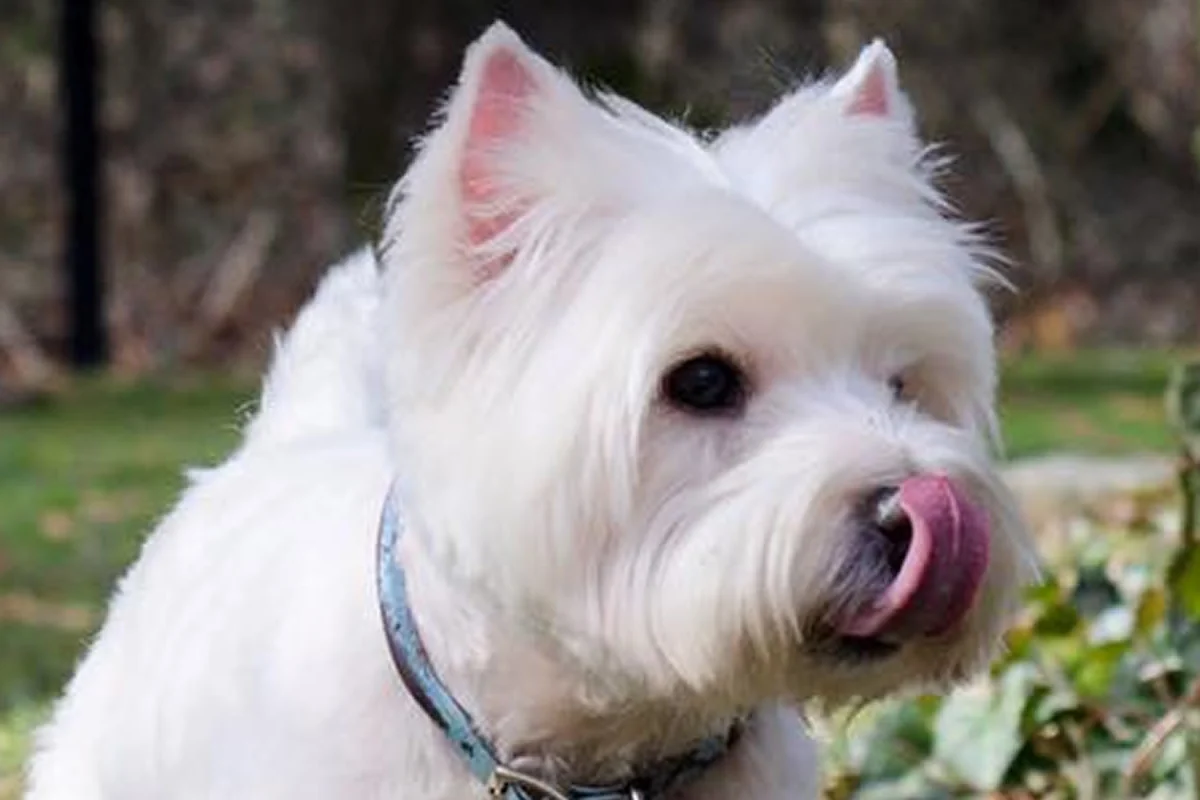 Abner, a West Highland White Terrier rescued by North Atlantic Westie Rescue, outdoors on grass