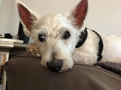 Neko, a dog rescued and cared for by North Atlantic Westie Rescue