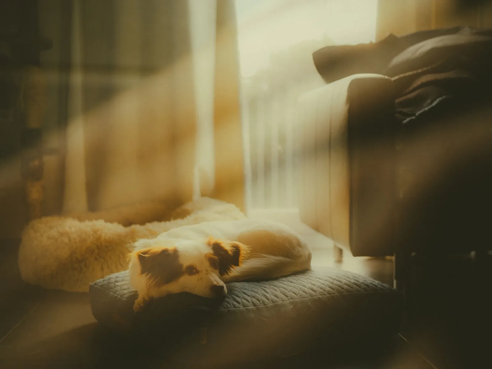 A dog bed with a soft blanket set up in a quiet corner