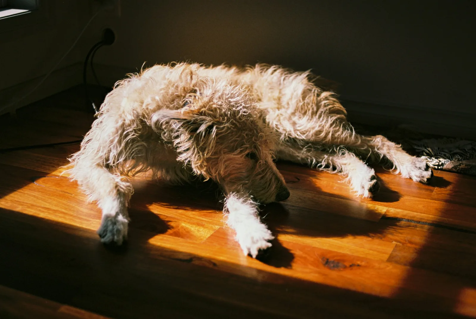 An older white dog resting comfortably indoors