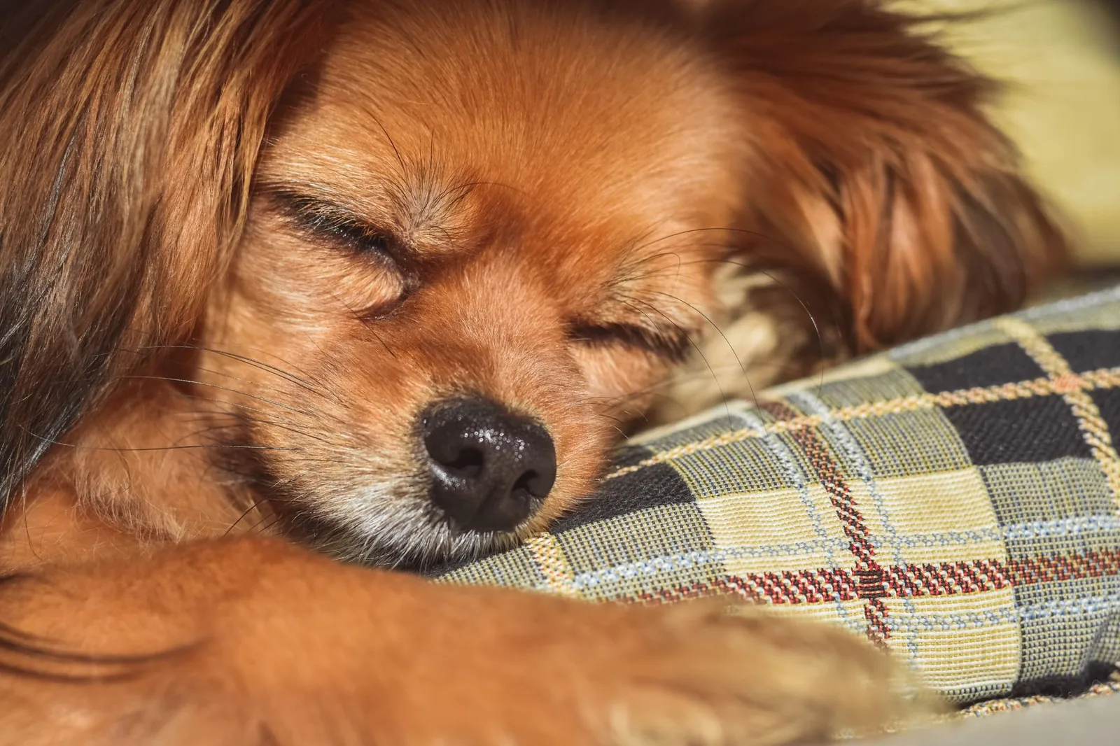 A senior dog asleep on a thick padded bed on a rug