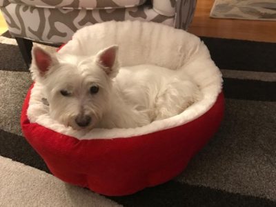 Patsy, a dog rescued and cared for by North Atlantic Westie Rescue