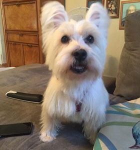 Pedey, a dog rescued and cared for by North Atlantic Westie Rescue