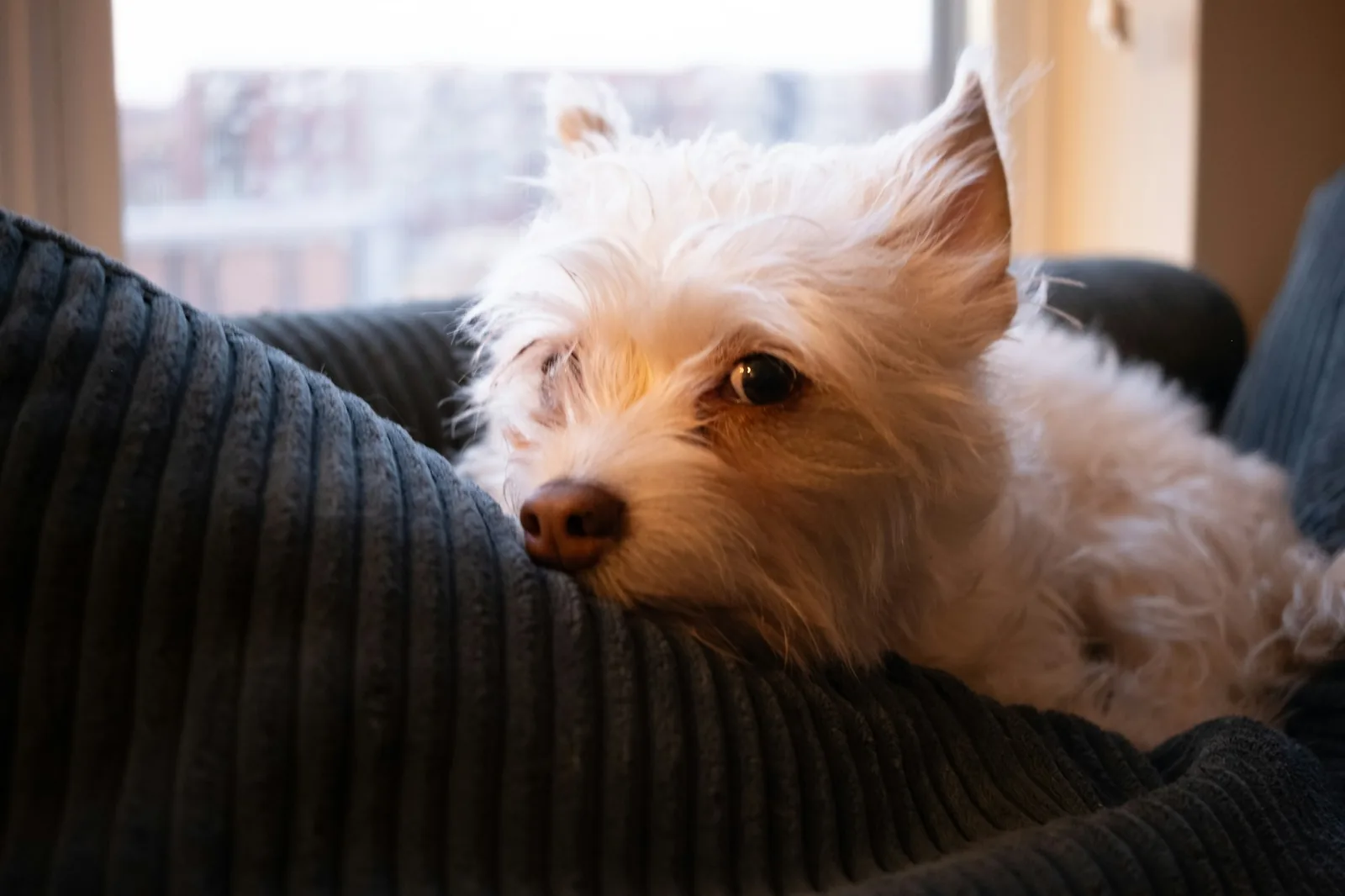 A West Highland White Terrier sitting on a rug indoors