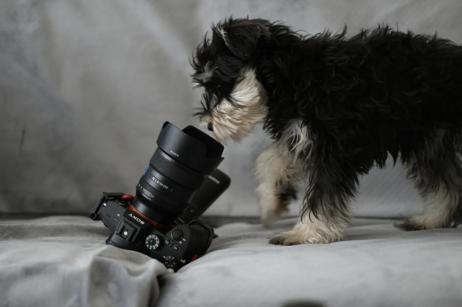 A person photographing a small dog outdoors with a camera