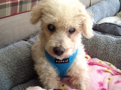 Pippin (formerly Traveler), a dog rescued and cared for by North Atlantic Westie Rescue