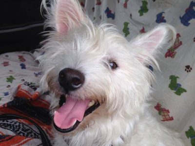 Pounce, a dog rescued and cared for by North Atlantic Westie Rescue
