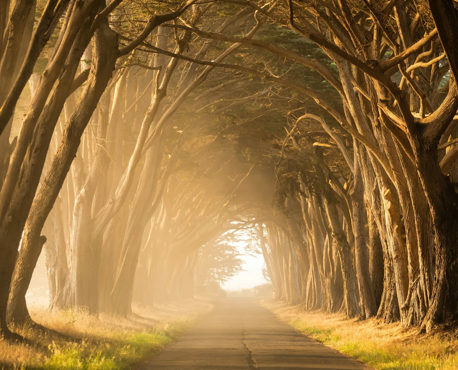 A quiet footpath running between trees