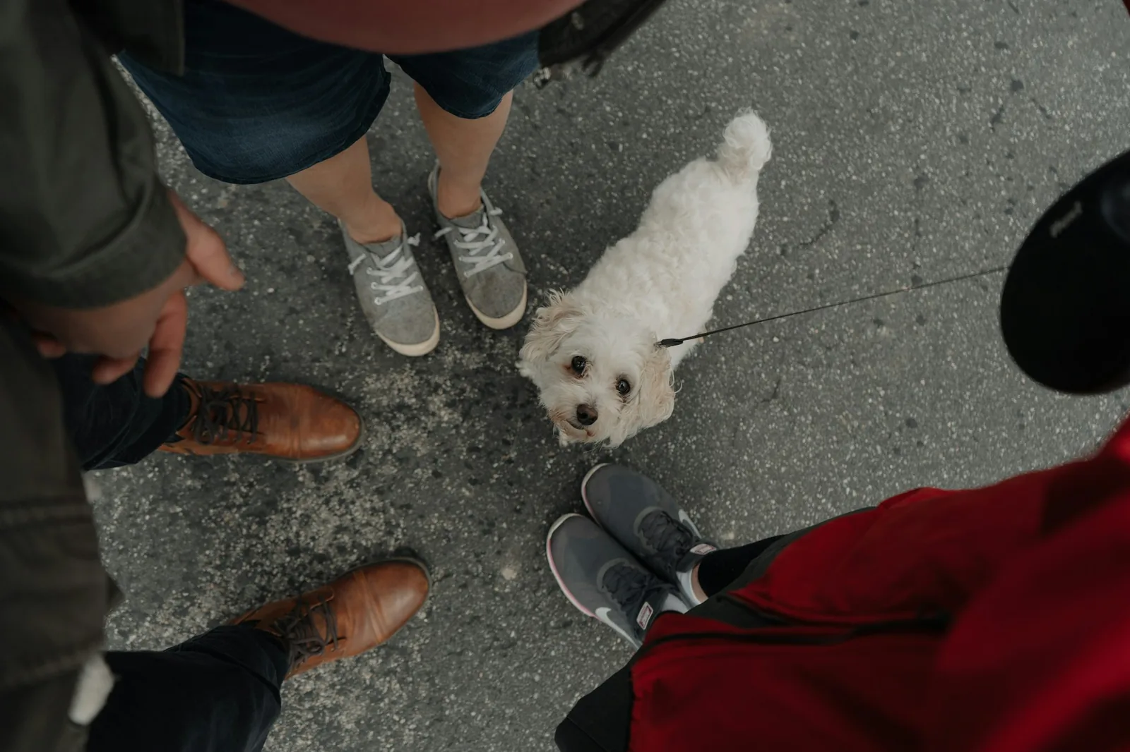 A small white dog looking up attentively at its owner