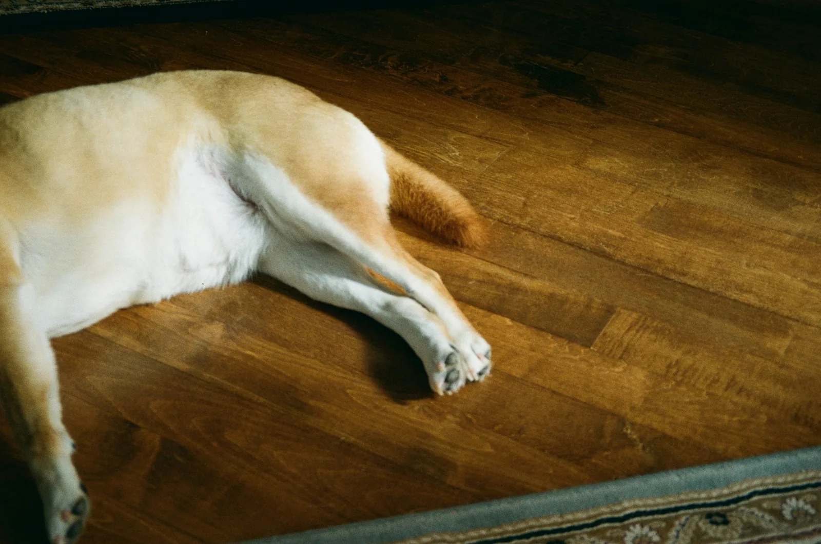 A relaxed dog lying on a clean floor in a bright home