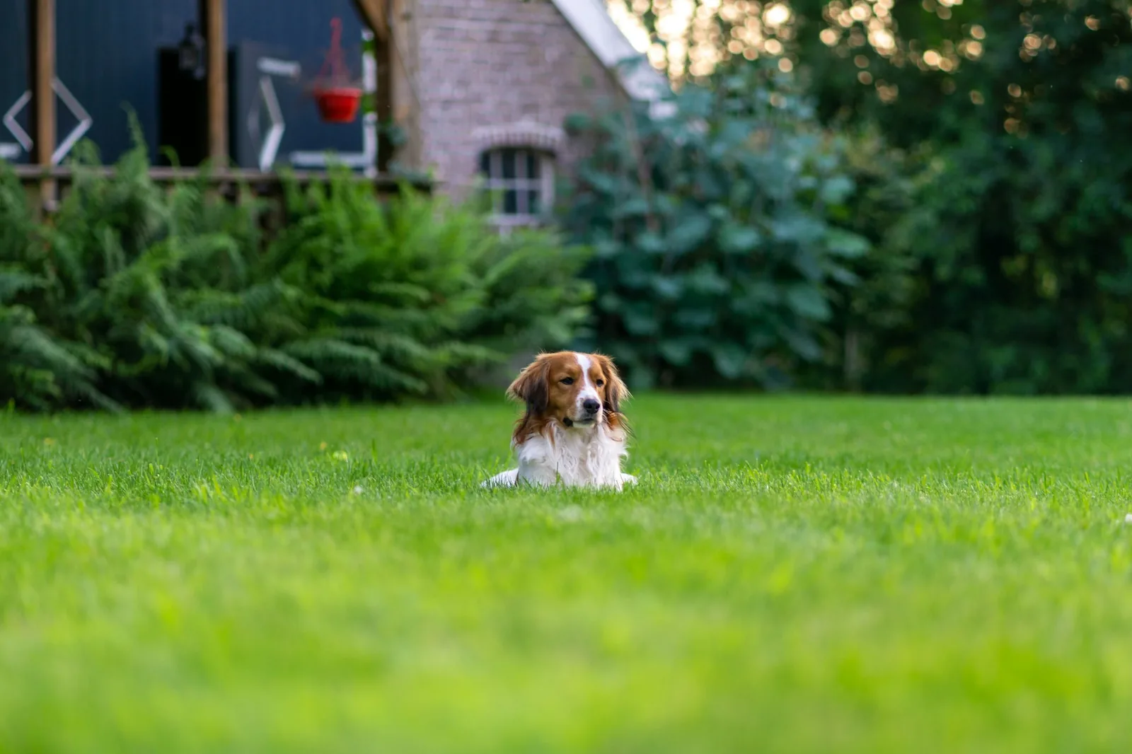 A small dog stepping carefully across grass