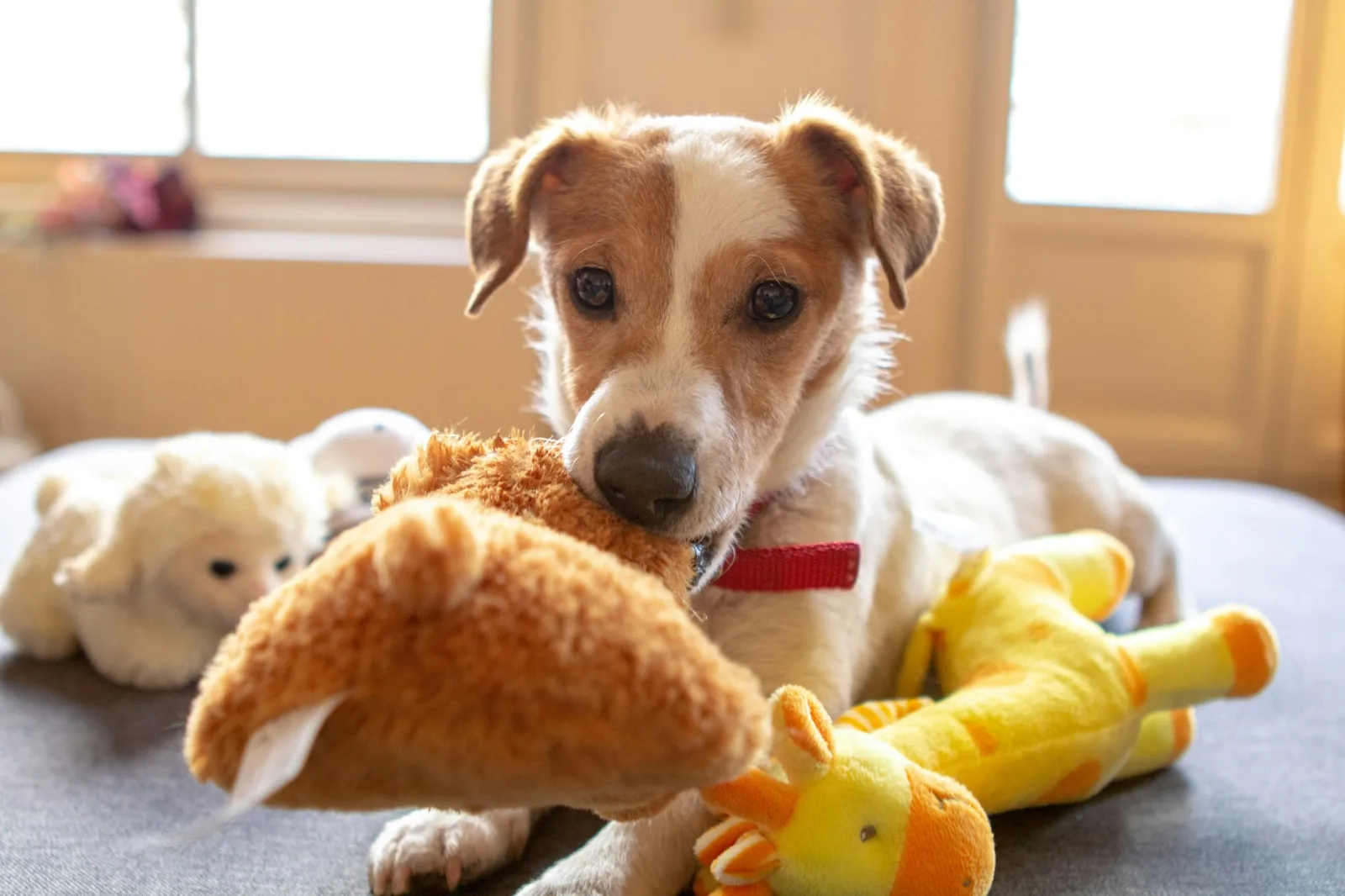 A dog holding a soft toy while lying on a carpet