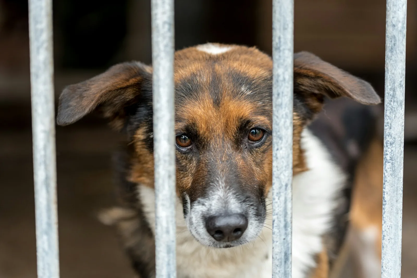 A dog resting quietly behind the bars of a shelter kennel