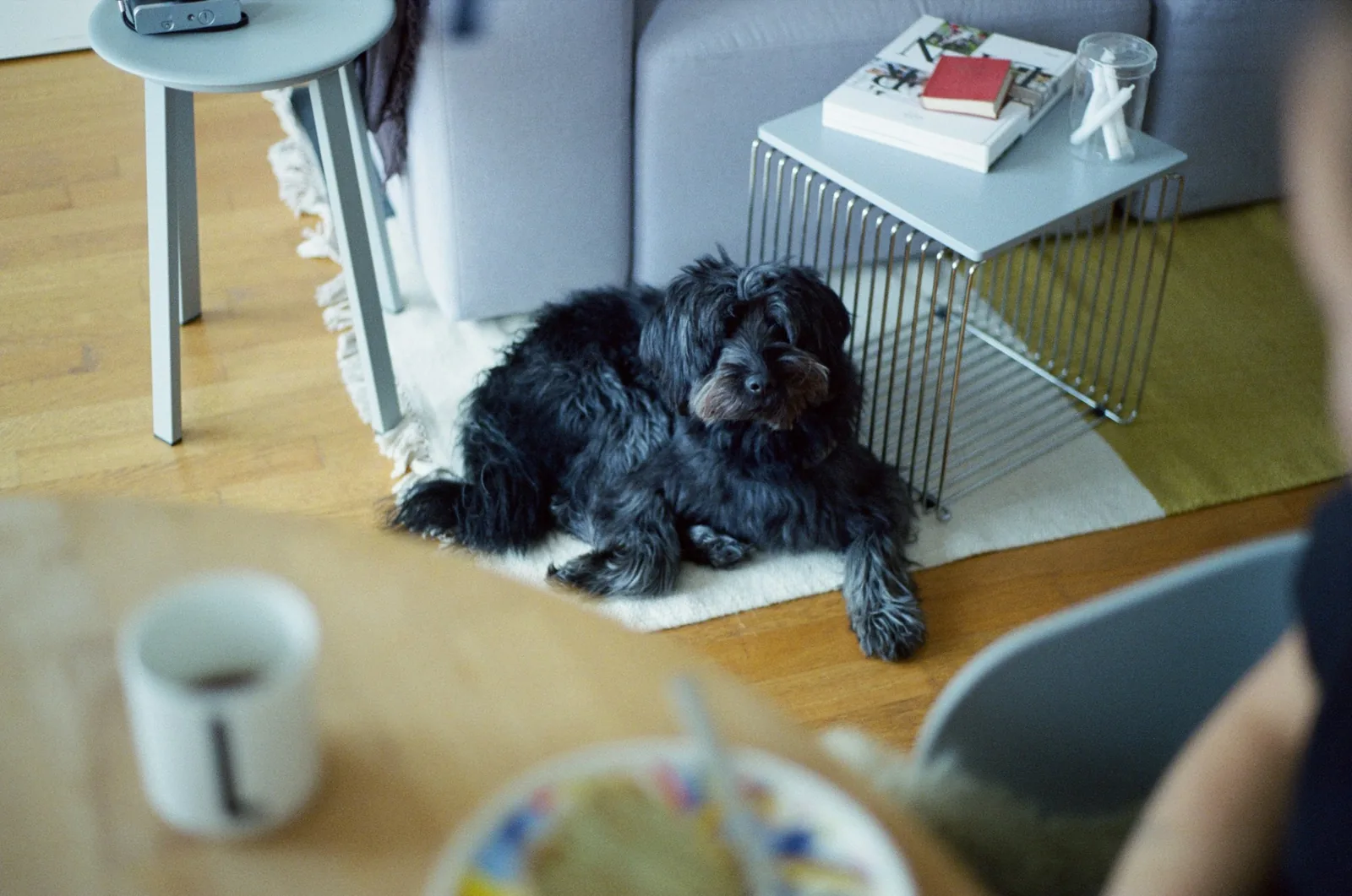 A small dog lying on a rug in a bright living room