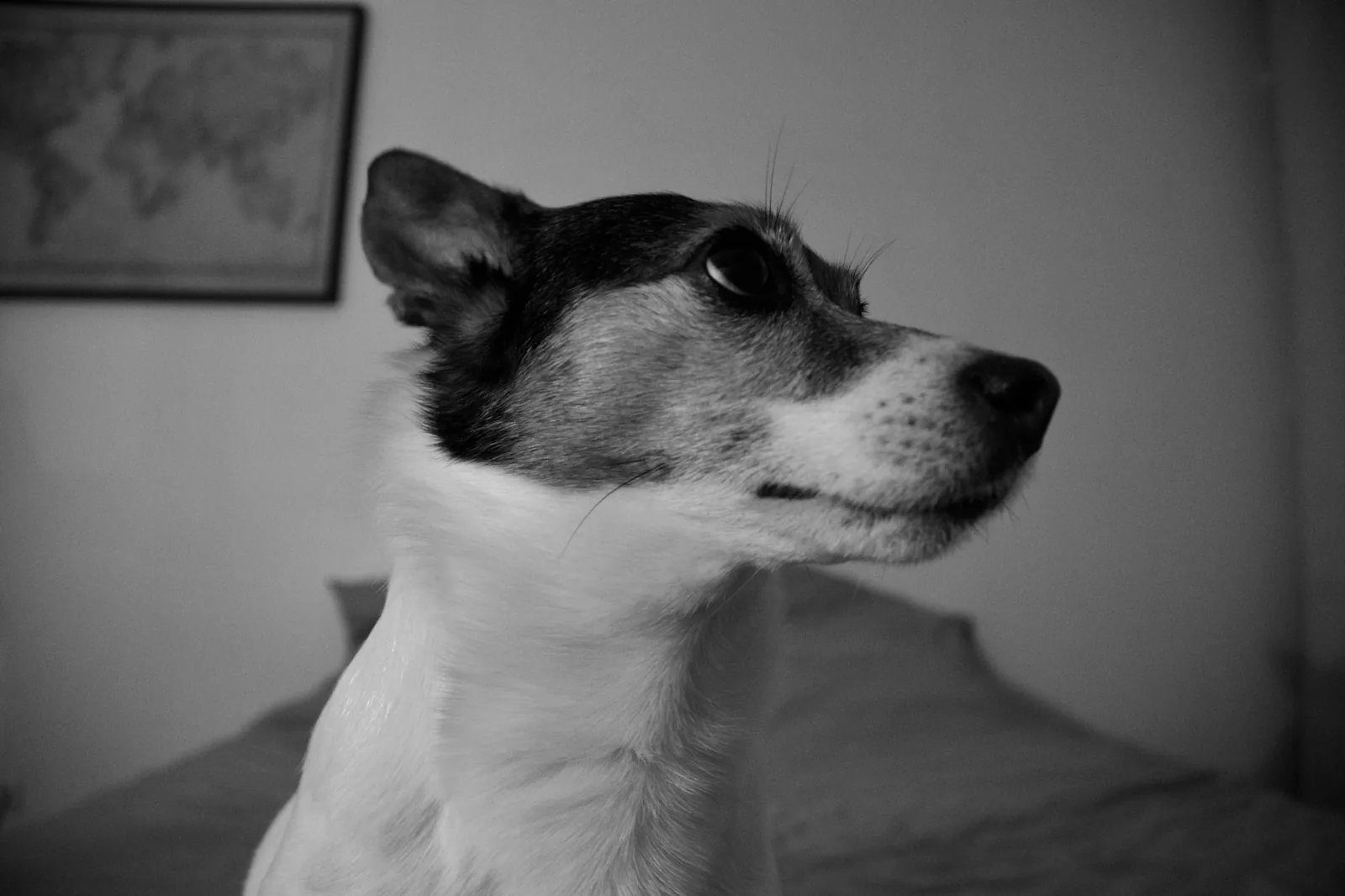A dog sitting beside its owner in a living room