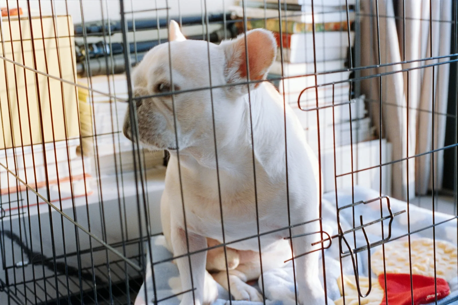 A dog curled up in a soft covered bed in a quiet corner