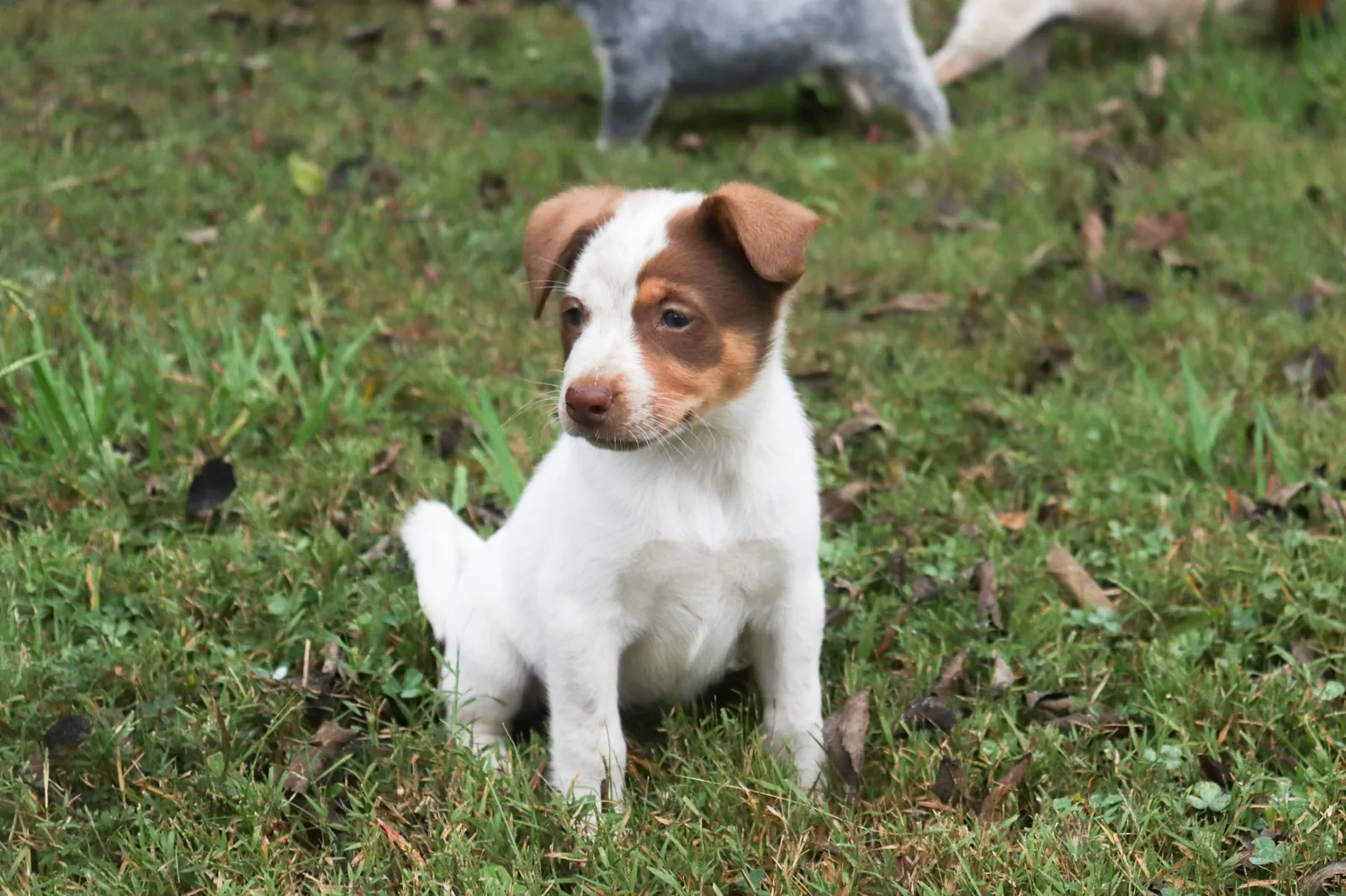 A white terrier sitting quietly on grass in soft daylight