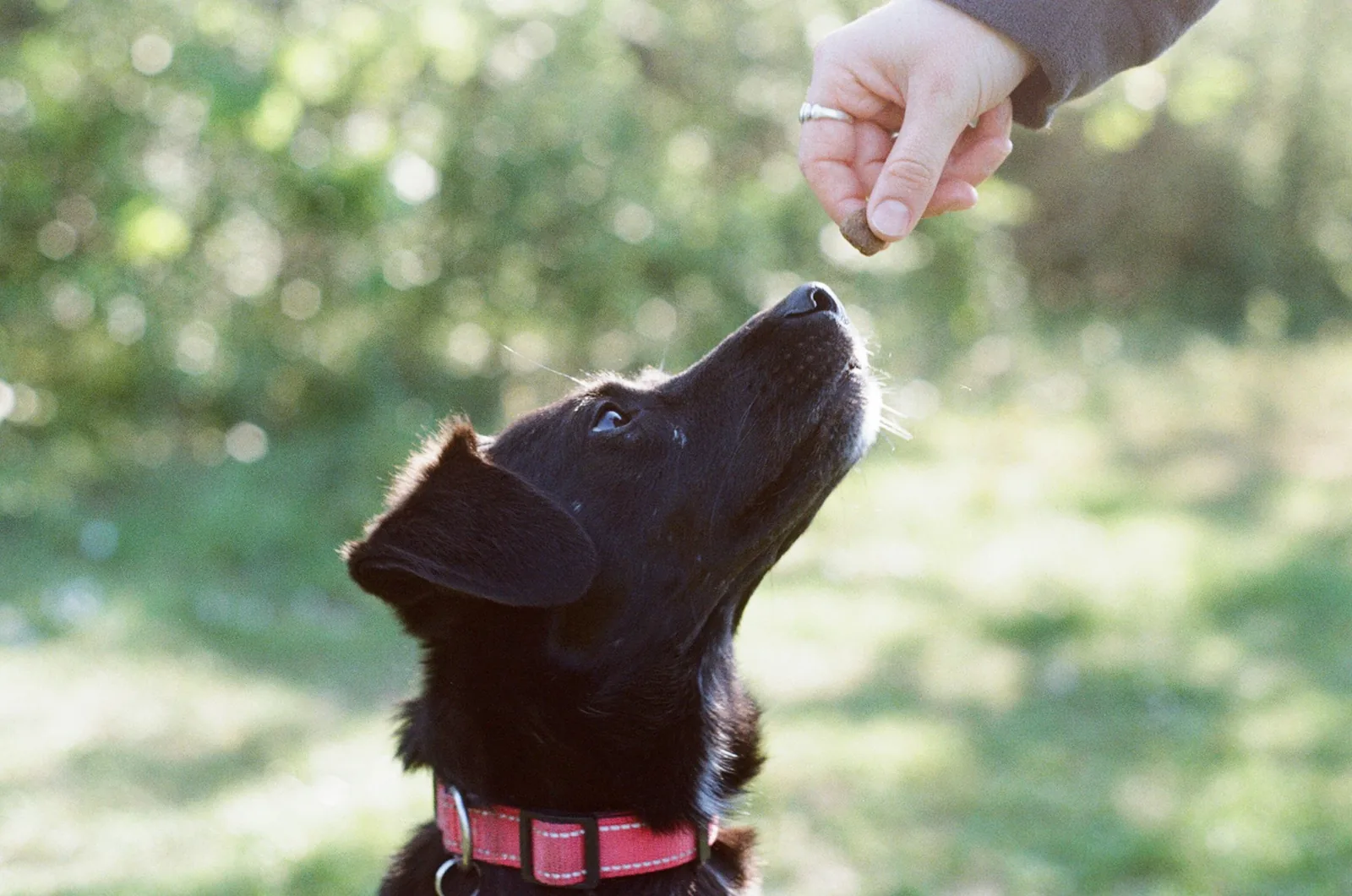 A person rewarding a dog with a treat outdoors