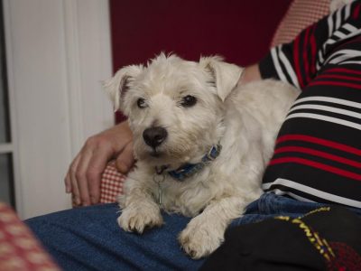 Riley, a dog rescued and cared for by North Atlantic Westie Rescue