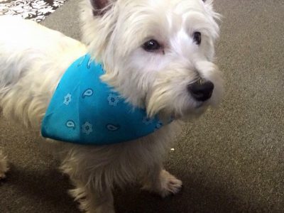 Riley, a dog rescued and cared for by North Atlantic Westie Rescue