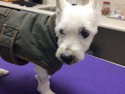Rocky, a dog rescued and cared for by North Atlantic Westie Rescue