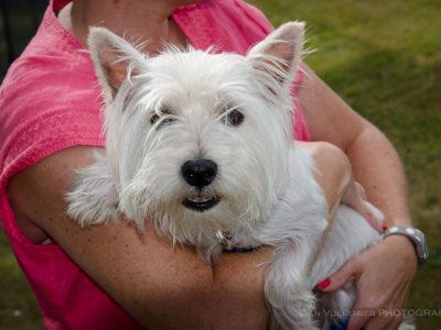 Rose (formerly Jelly Belly), a dog rescued and cared for by North Atlantic Westie Rescue