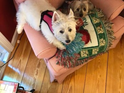 Samantha and Bandit, a dog rescued and cared for by North Atlantic Westie Rescue