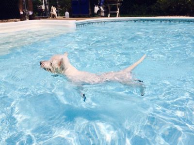 Sammy, a dog rescued and cared for by North Atlantic Westie Rescue