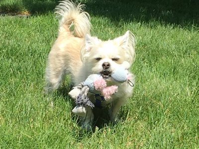 Sammy (formerly Speedy), a dog rescued and cared for by North Atlantic Westie Rescue
