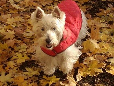 Sammy, a dog rescued and cared for by North Atlantic Westie Rescue