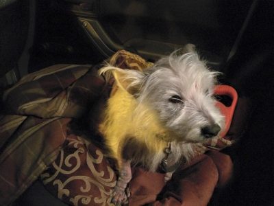 Samuel, a dog rescued and cared for by North Atlantic Westie Rescue