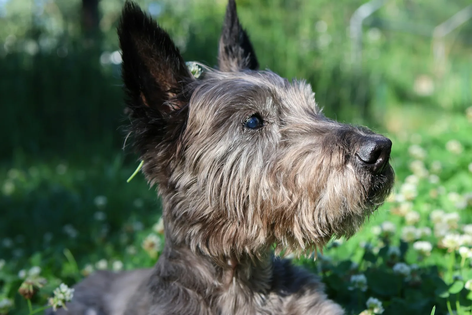 A black Scottish Terrier with a long beard standing on grass