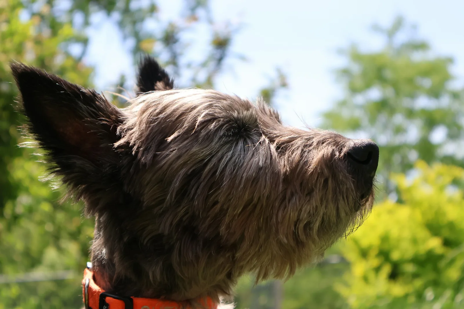Close-up of a terrier’s head showing ear set and muzzle shape