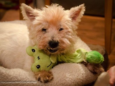 Scout, a dog rescued and cared for by North Atlantic Westie Rescue