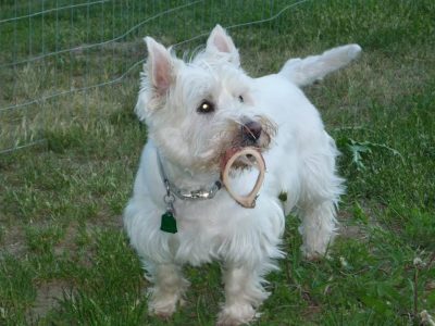 Scrappy, a dog rescued and cared for by North Atlantic Westie Rescue