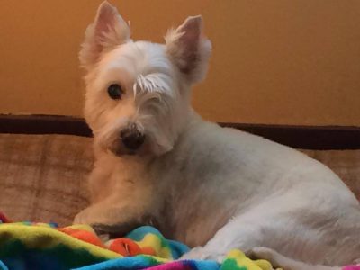 Seamus, a dog rescued and cared for by North Atlantic Westie Rescue
