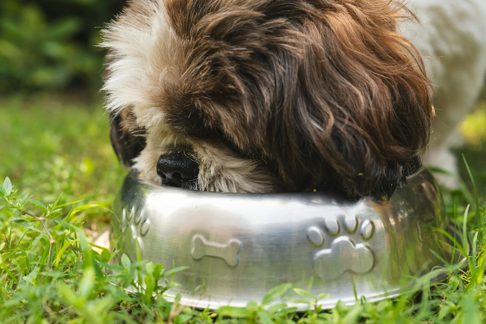 A small dog eating from a bowl on a kitchen floor