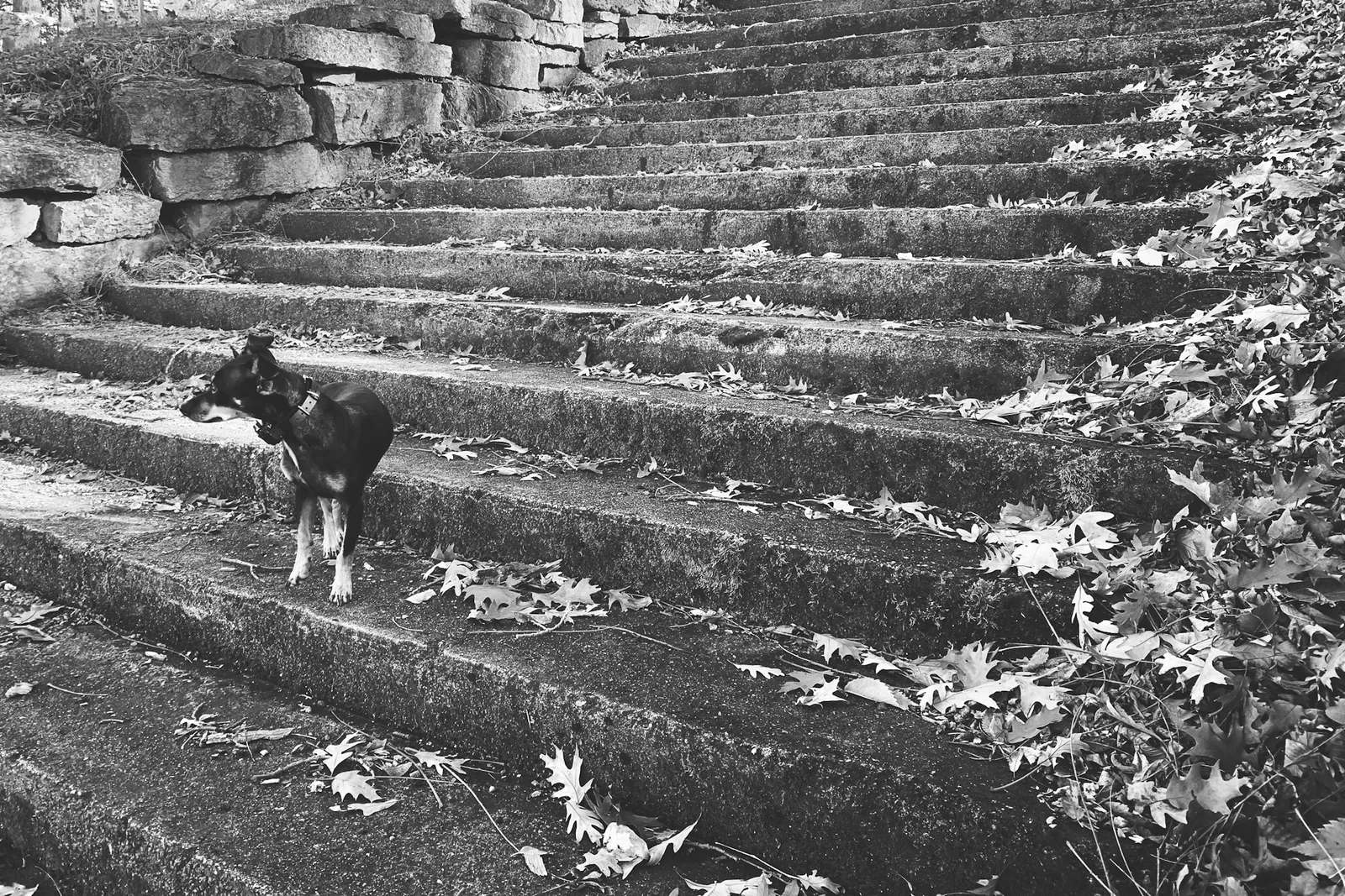An older dog pausing at the bottom of a set of steps
