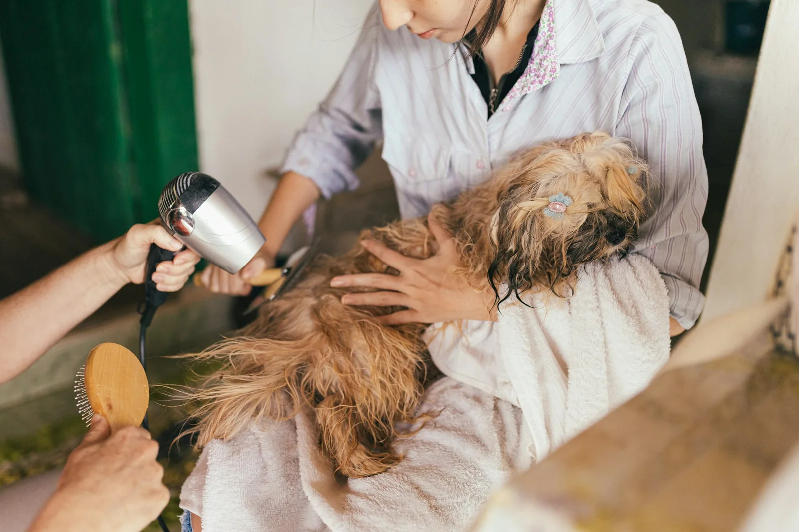A veterinarian examining an older small dog on an exam table