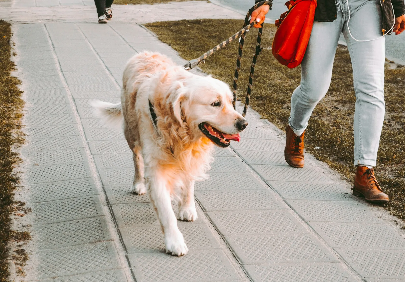 A stocky small dog walking slowly on a lead