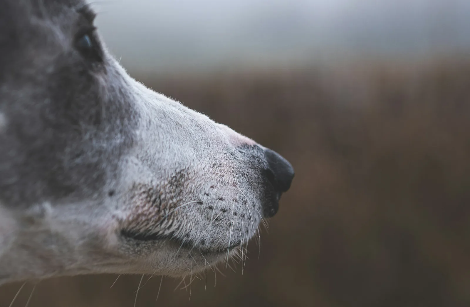 An older white terrier with a graying muzzle resting indoors