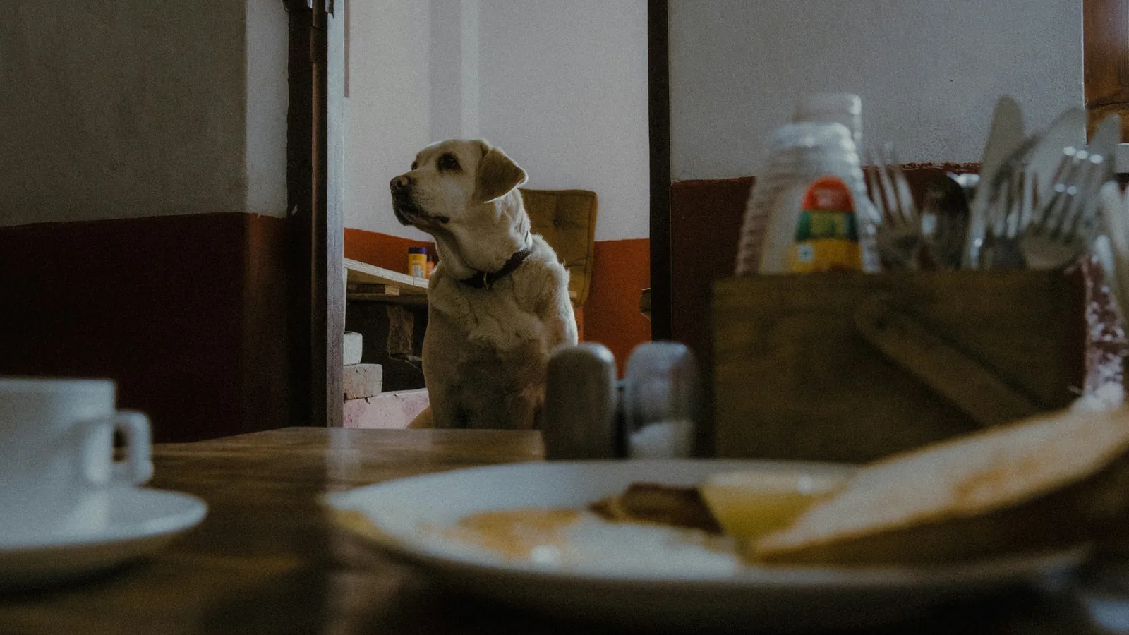 An older white dog eating from a bowl in a kitchen