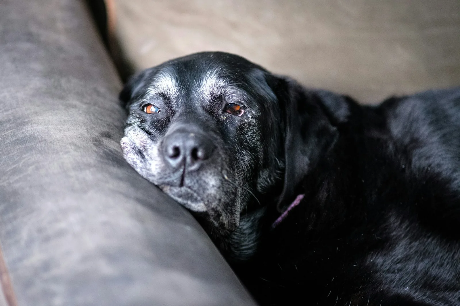 An older dog resting on a blanket with its head on its paws