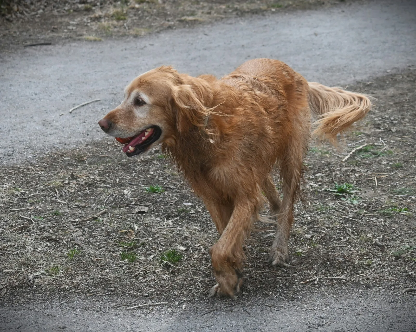 An older dog walking slowly along a garden path