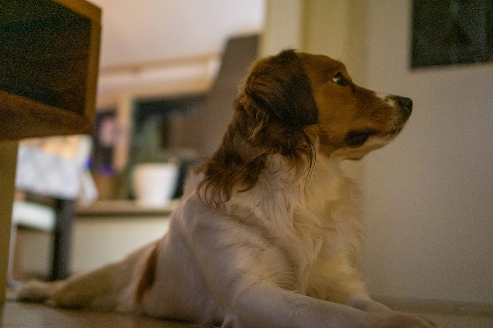 A contented dog lying at home on a rug