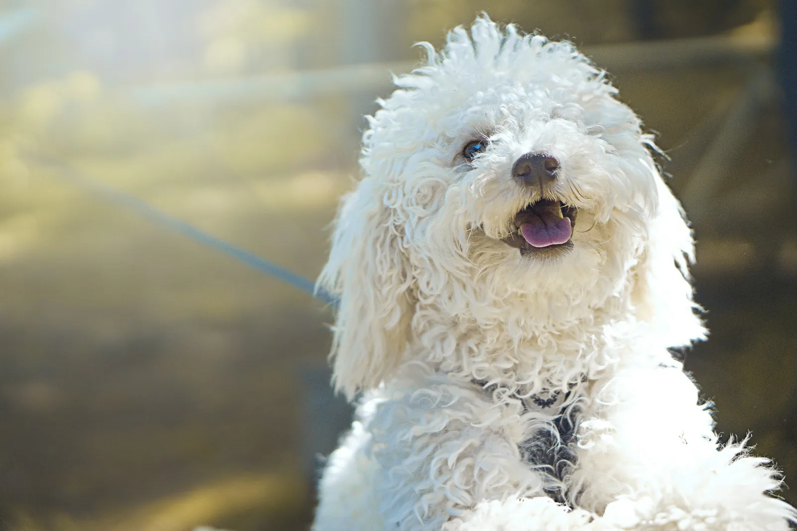 A white dog standing relaxed outdoors in warm sunlight