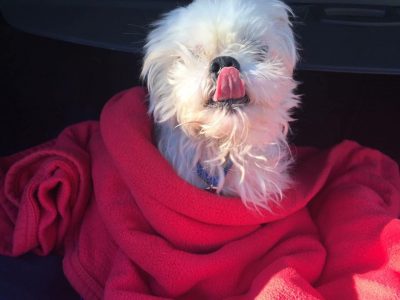 Shadow, a dog rescued and cared for by North Atlantic Westie Rescue