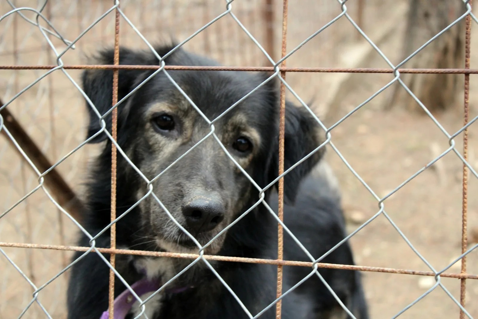 A dog waiting behind a wire kennel door at a shelter