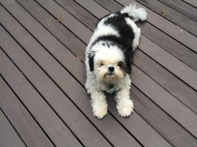 Skeeter, a dog rescued and cared for by North Atlantic Westie Rescue